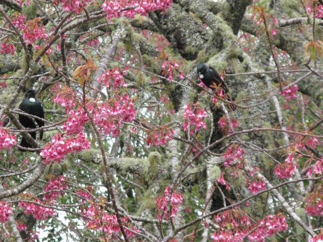 Cherry and tui. Sept. 2017- Cambridge Tree Trust